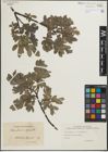 Foto von Salix glauca L. x Salix myrsinites L.